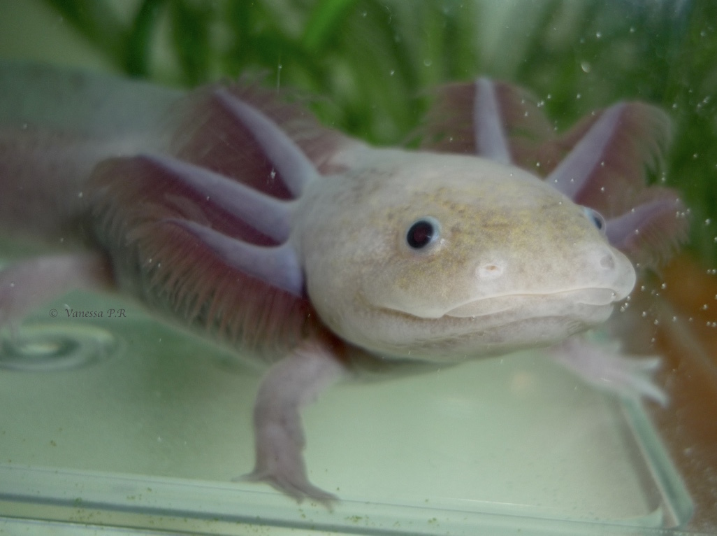 Livre- L'Axolotl à petit prix chez Aquario&Co